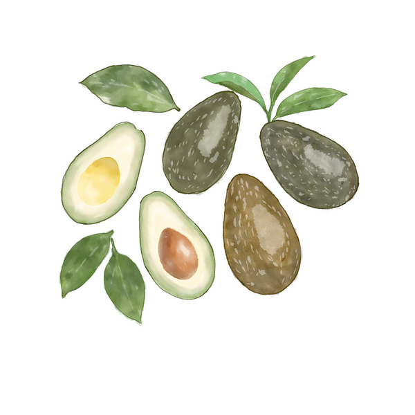 Avocado Stem Cells