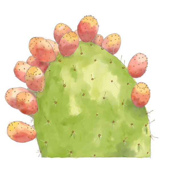 Prickly Pear Extract