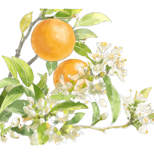 Orange Blossom Hydrosol